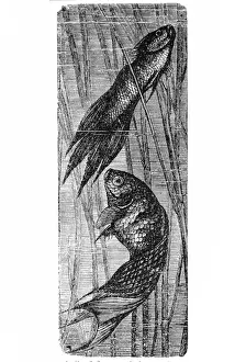 Marines Prints: Polyacanthus viridi-auratus