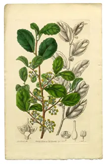 Willow Tree Prints: Polyandria Monogynia Victorian Botanical Illustration, Azara, Toothed Azara, 1835