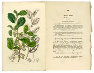 Exoticism Prints: Polyandria Monogynia Victorian Botanical Illustration, Azara, Toothed Azara, 1835