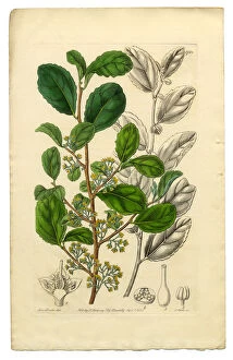 Images Dated 13th October 2016: Polyandria Monogynia Victorian Botanical Illustration, Azara, Toothed Azara, 1835