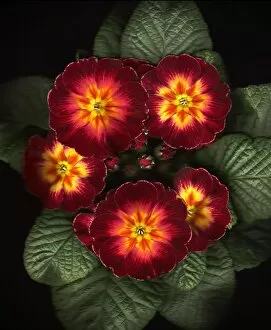 Flowers by Brian Haslam Gallery: Polyanthus