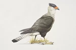 Images Dated 24th June 2006: Polyborus plancus, Crested Caracara, side view