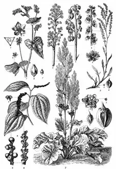 Organic Gallery: Polygonaceae family