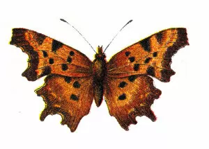 Insect Lithographs Gallery: Polygonia c-album, the comma butterfly, Wildlife art