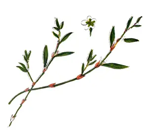 Polygonum aviculare or common knotgrass, prostrate knotweed, birdweed, pigweed and lowgrass