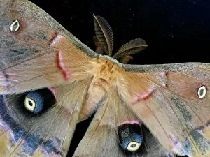 Images Dated 21st April 2016: Polyphemus moth on a black background