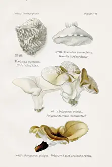 Polypore mushrooms 1891