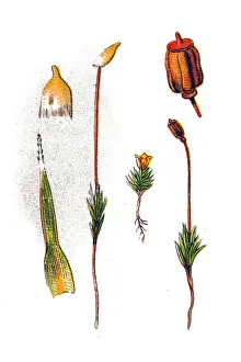 Polytrichum piliferum