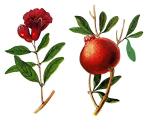 The pomegranate (Punica granatum)