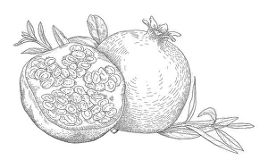 Prints of Dorling Kindersley Prints Unlock the world's wonders with Dorling Kindersley's captivating illustrations – where knowledge meets artistry in every stroke: Pomegranates