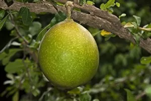 Pomelo fruit -Citrus maxima, Citrus grandis-, growing on a tree, Chiang Mai, Thailand, Southeast Asia