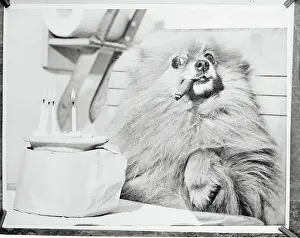 Pomeranian Smoking a Cigar