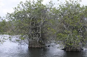 Florida Prints: Pond apple, Annona glabra, grows in mangrove swamps of Everglades National Park