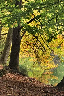 Images Dated 16th October 2015: Pond at Laurelhurst Park, Portland, Oregon, USA