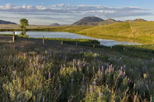 Montana Collection: Pond near Bears Paw Mountains, Blaine County, Montana, USA