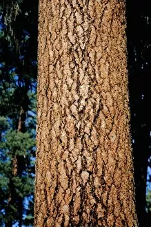 Images Dated 6th October 2006: Ponderosa pine (Strobus ponderosa), close-up of trunk
