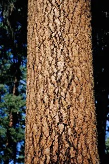 Plant Bark Prints: Ponderosa pine (Strobus ponderosa), close-up of trunk