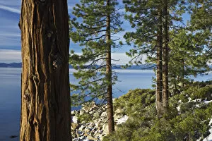 Ponderosa Pines (Pinus ponderosa) at shoreline of Lake Tahoe, Nevada, USA
