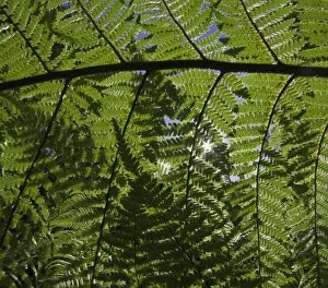 Images Dated 16th April 2010: Detail of ponga tree, New Zealand