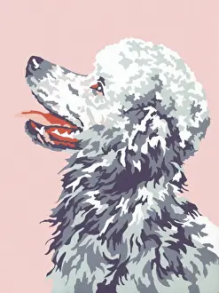 Illustration And Painti Prints: Poodle