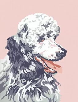 Illustration And Painti Gallery: Poodle