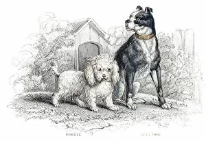 Images Dated 10th June 2015: Poodle and Bulldog engraving 1840