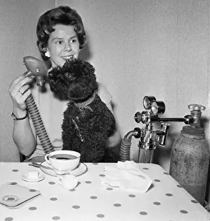 Shower Prints: Poodle Gets Oxygen Shower By Attendant