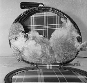 Poodle Sitting in a Handbag