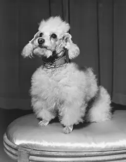 Pet Collar Prints: Poodle sitting on stool, (B&W)