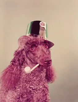 Mouth Prints: Poodle wearing hat, holding pipe in mouth