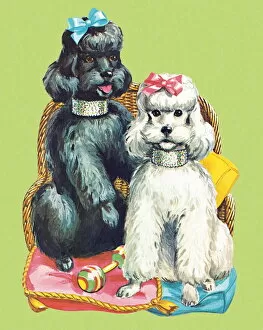 Images Dated 13th April 2004: Poodles