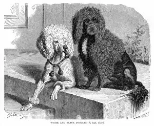 Images Dated 11th May 2017: Poodles dog engraving 1894