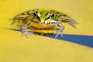 Lilies Prints: Pool Frog (Rana lessonae) on a Water Lily (Nymphaea) pad