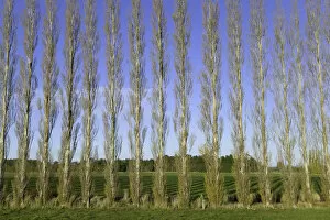 South Island New Zealand Gallery: Poplar trees planted as windbreaker, New Zealand