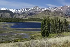 Images Dated 13th December 2010: Poplars, the Chilean Andes at the back, on the Rio Chacabuco river, Cochrane, Region de Aysen
