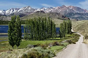 Chile Collection: Poplars, the Chilean Andes at the back, on the Rio Chacabuco river, Cochrane, Region de Aysen