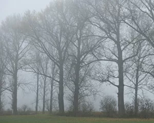 Poplars -Populus- in the autumn fog, Thuringia, Germany