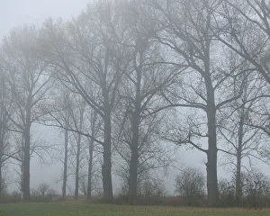 Mist Collection: Poplars -Populus- in the autumn fog, Thuringia, Germany