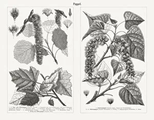 Images Dated 27th November 2018: Poplars, wood engravings, published in 1897