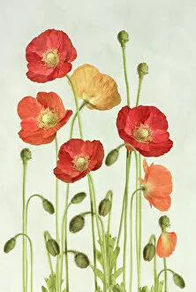 The Poppy Flower Gallery: Poppies