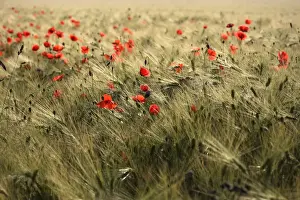Variety Prints: Poppies (Papaver) in a corn field