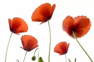 Images Dated 15th May 2009: Poppies -Papaver rhoeas-