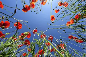 Poppies -Papaver rhoeas-, poppy field near Weilheim, Upper Bavaria, Bavaria, Germany, Europe, PublicGround