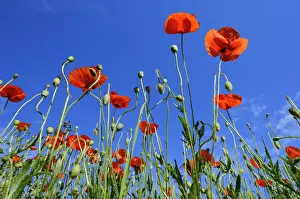 Papaver Prints: Poppies -Papaver rhoeas-, poppy field near Weilheim