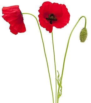 Images Dated 7th December 2011: Poppy