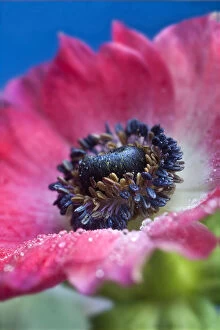 Images Dated 28th March 2010: Poppy anemone, Spanish marigold -Anemone coronaria- cultivar, close-up