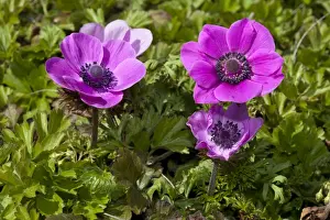 Ranunculaceae Prints: Poppy Anemone or Spanish Marigold -Anemone coronaria-