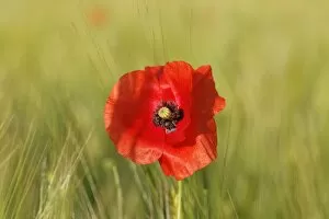 Images Dated 9th July 2013: Poppy or Corn Poppy -Papaver rhoeas-, in a cornfield, Upper Bavaria, Bavaria, Germany