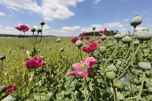 Images Dated 23rd July 2012: Poppy field -Papaver somniferum-, municipality of Schenkenfelden, Muehlviertel region