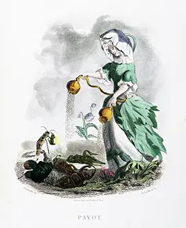 Grandville Prints: The Poppy flower - Stunning Hand-colored plate from 'Les Fleurs Animees by J